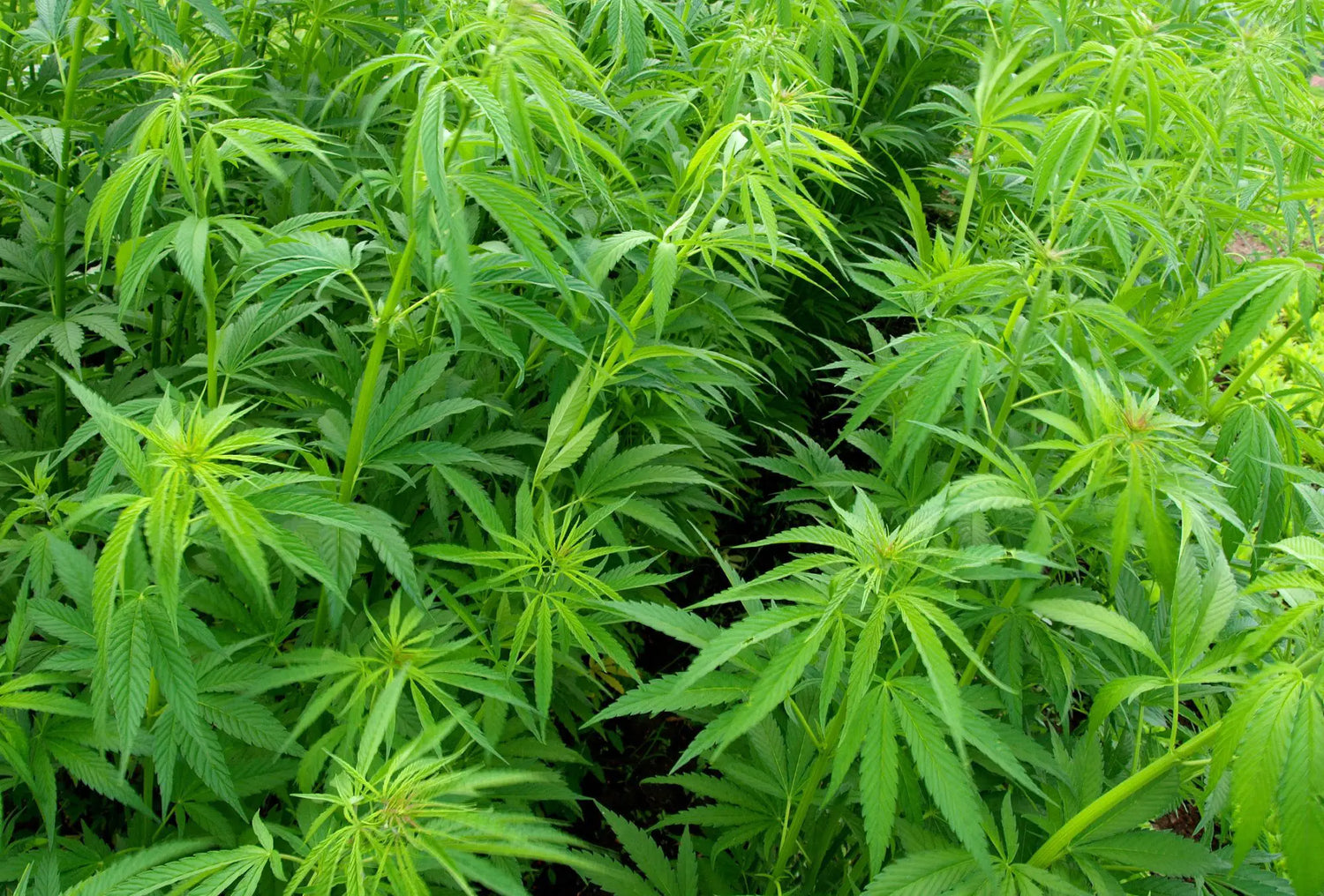 HEMP COLLECTION